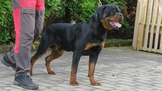 DÜRBACH'S HASSAN